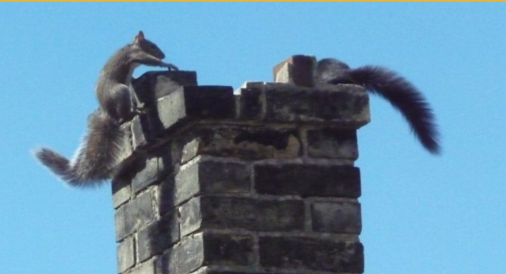 Squirrel on uncapped chimney flue — wildlife entry point without a chimney cap